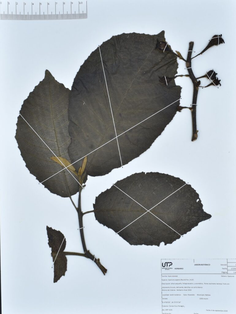 Siparuna aspera (Ruiz & Pav.) A.DC.