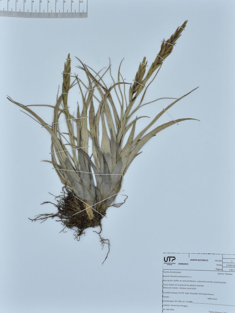 Tillandsia polystachia