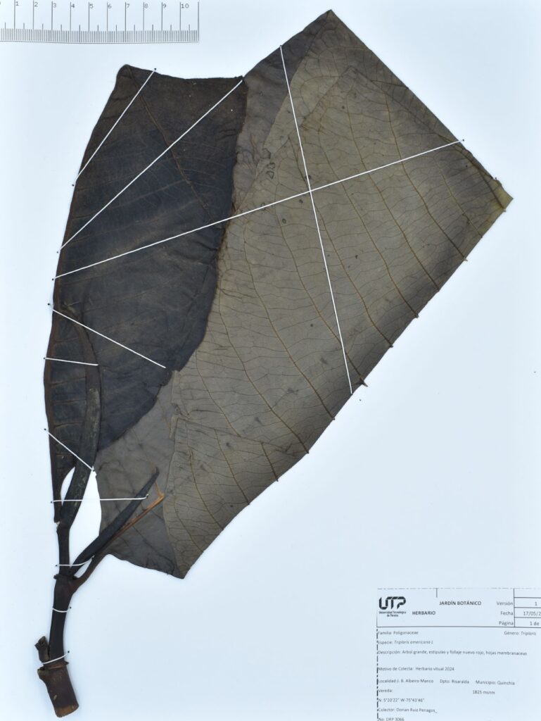 Triplaris americana L.