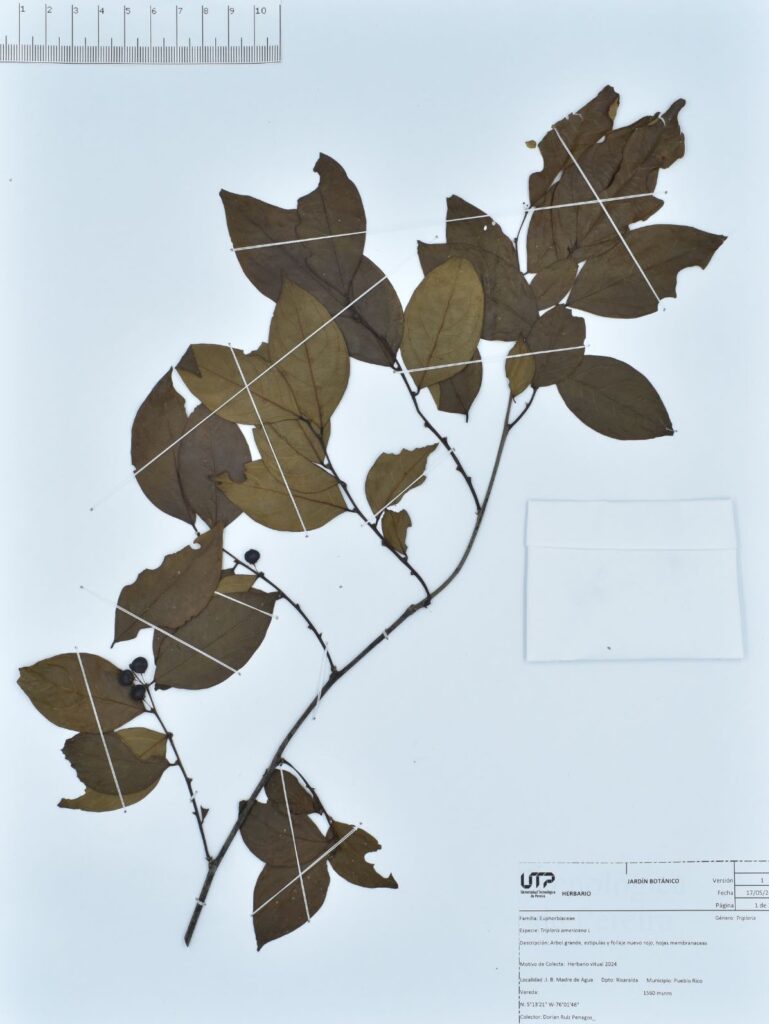 Triplaris americana L.