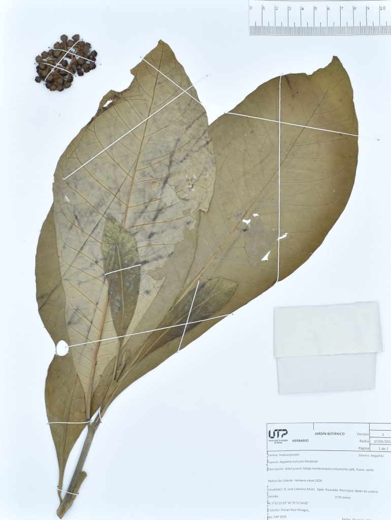 Aegiphila truncata Moldenke