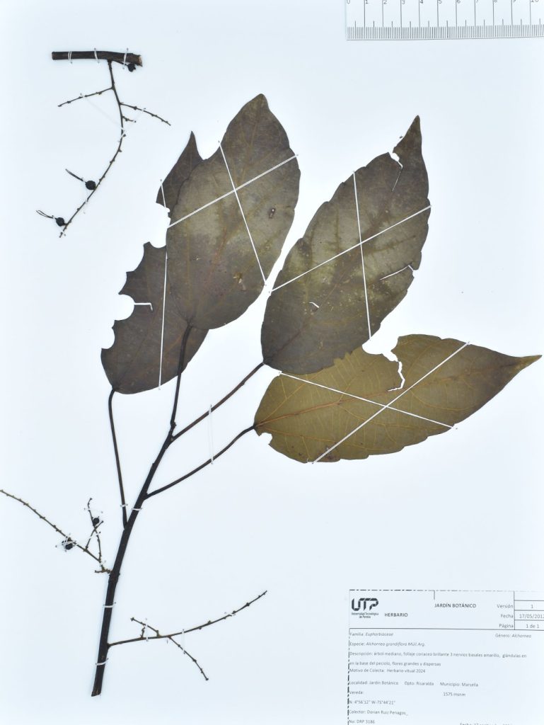 Alchornea grandiflora Müll.Arg.