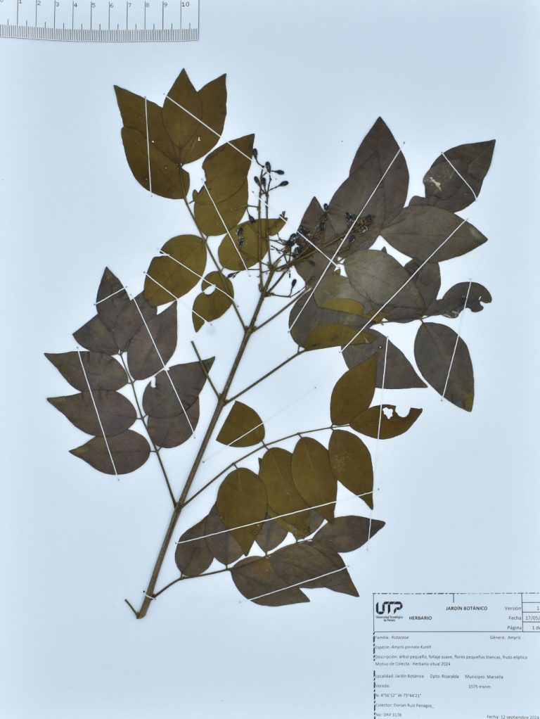 Amyris pinnata Kunth