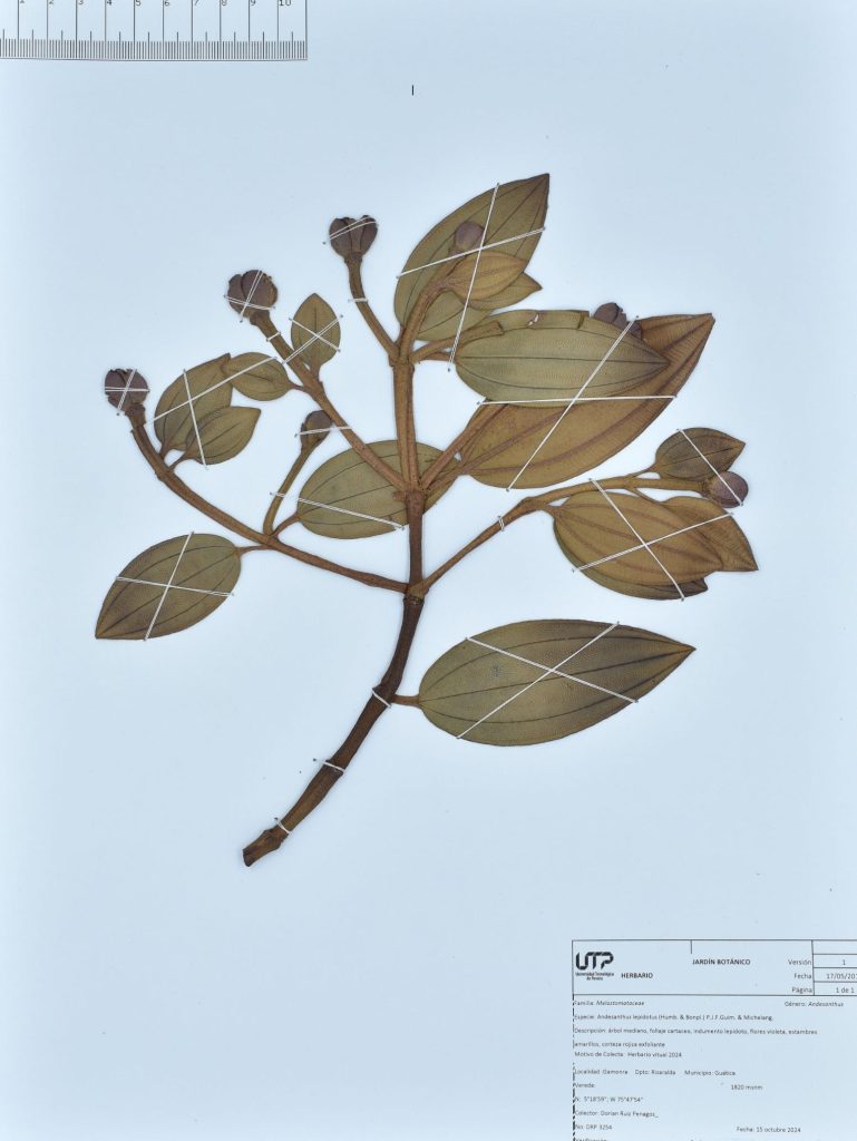 Andesanthus lepidotus (Humb. & Bonpl.) P.J.F.Guim. & Michelang.