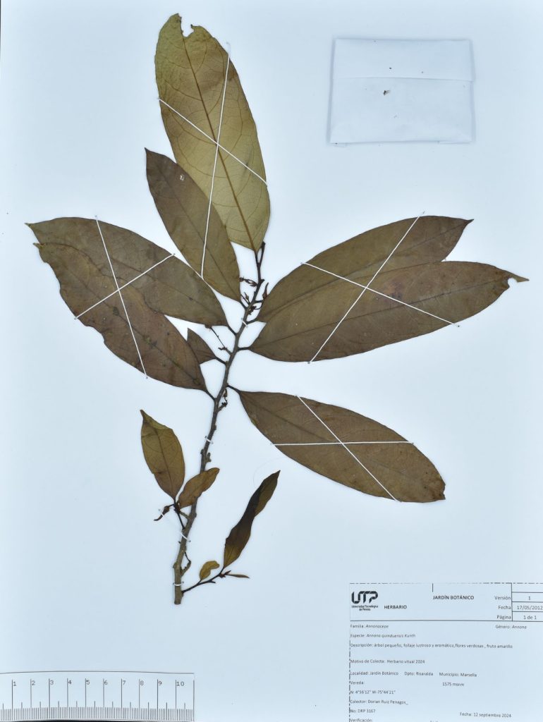 Annona quinduensis Kunth