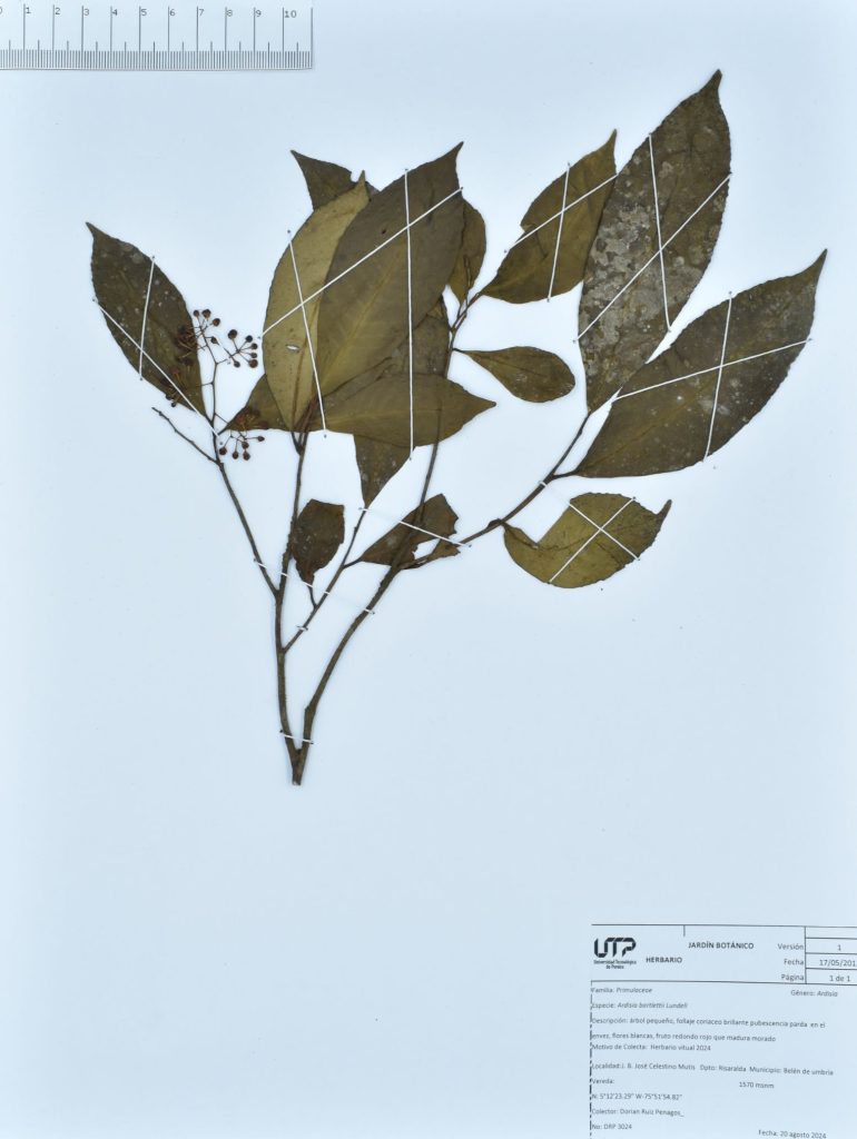 Ardisia bartlettii Lundell