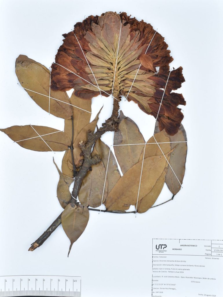 Brownea stenantha Britton & Killip