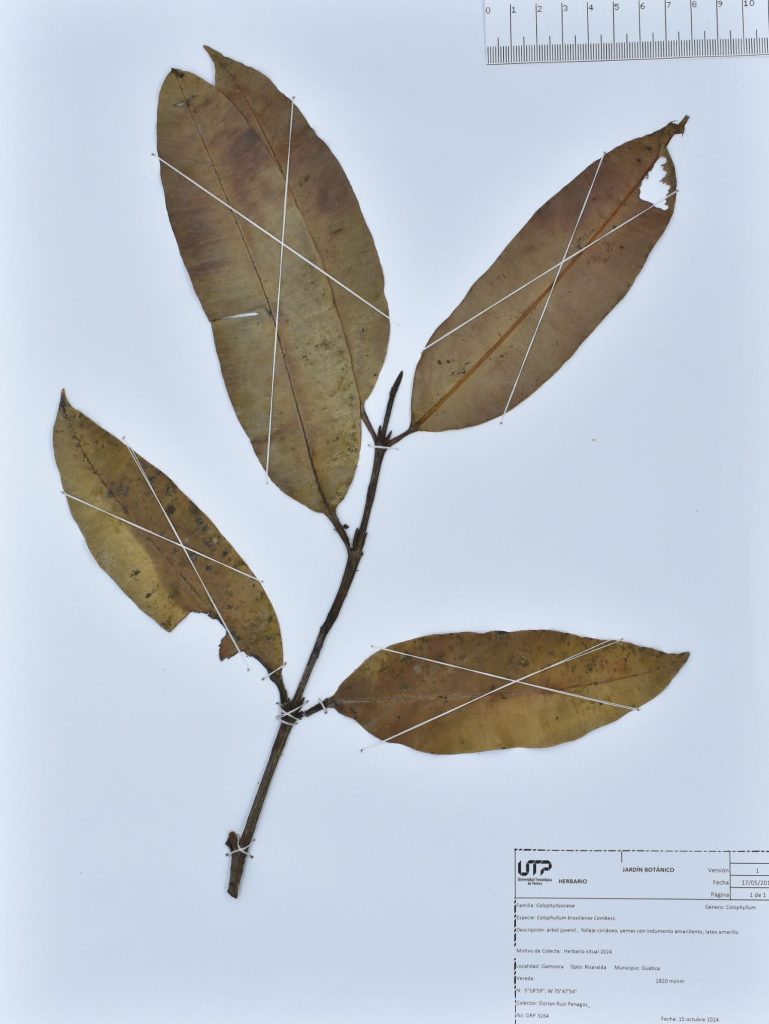 Calophyllum brasiliense Cambess.