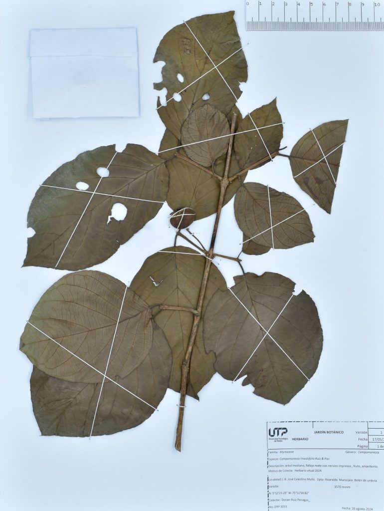 Campomanesia lineatifolia Ruiz & Pav.
