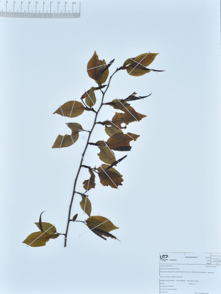 Cariniana pyriformis Miers