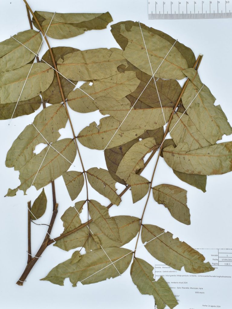 Cedrela odorata L.