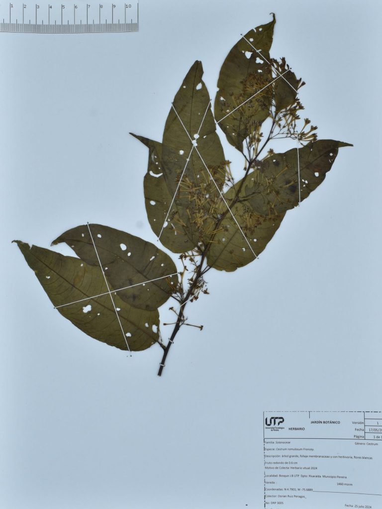 Cestrum ramulosum