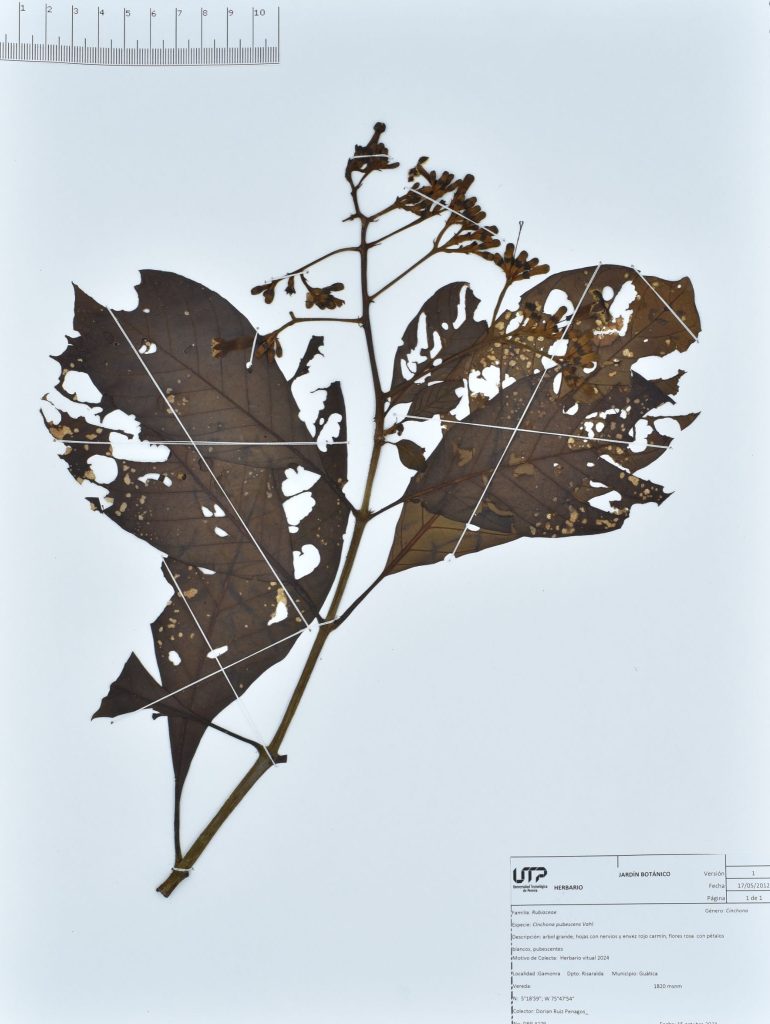 Cinchona pubescens Vahl