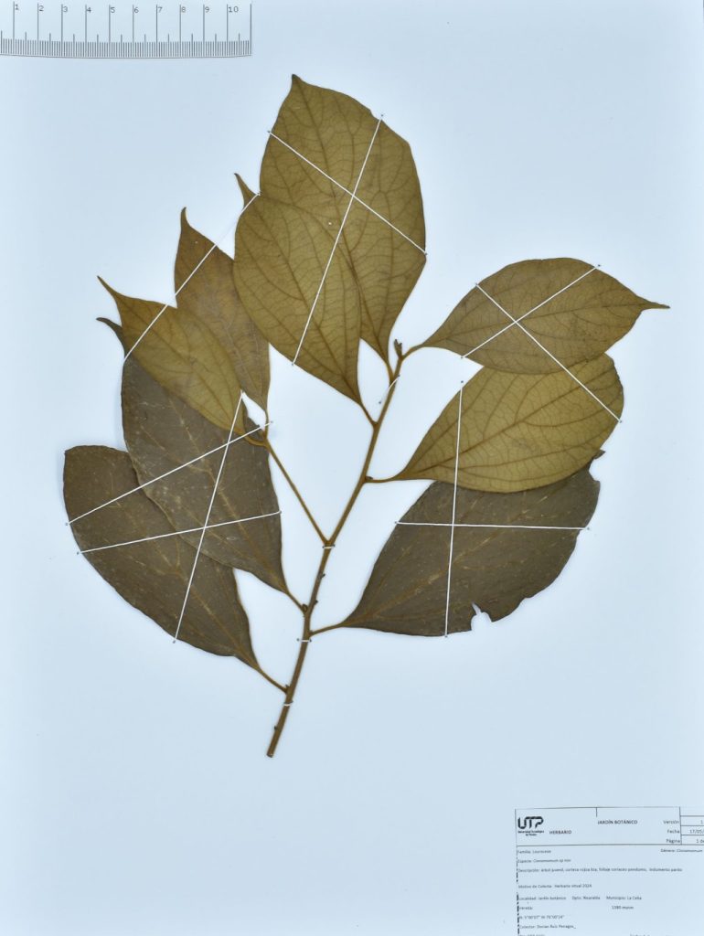 Cinnamomum sp nov