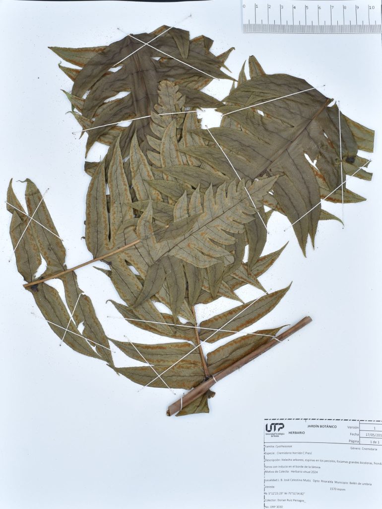Cnemidaria horrida C.Presl.