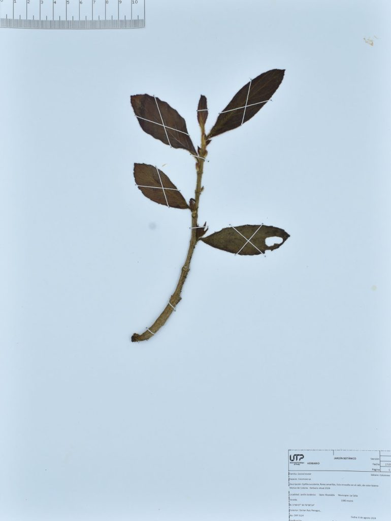 Columnea sp.