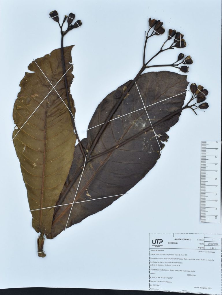 Condaminea corymbosa (Ruiz & Pav.) DC.