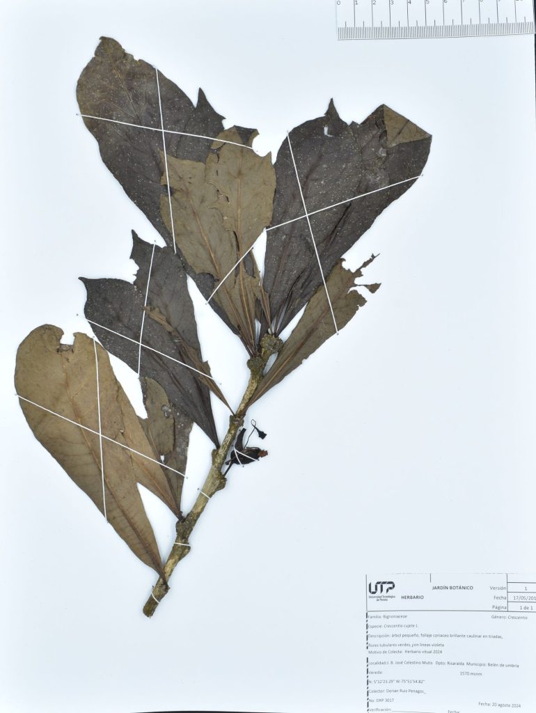 Crescentia cujete L.
