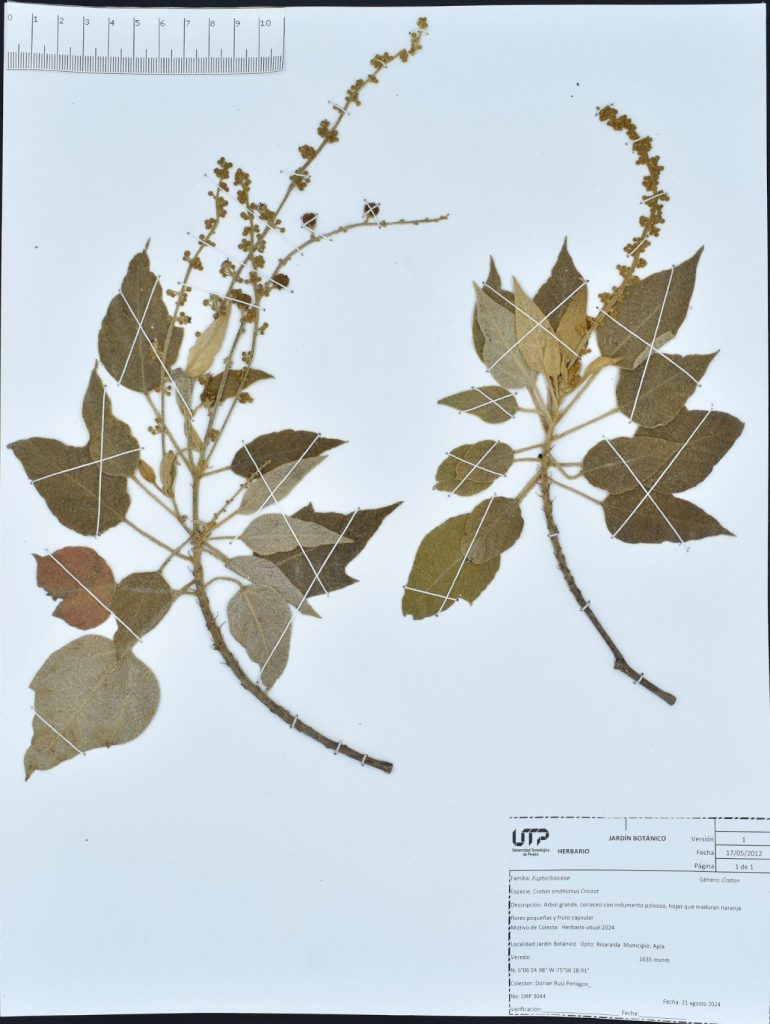 Croton smithianus Croizat