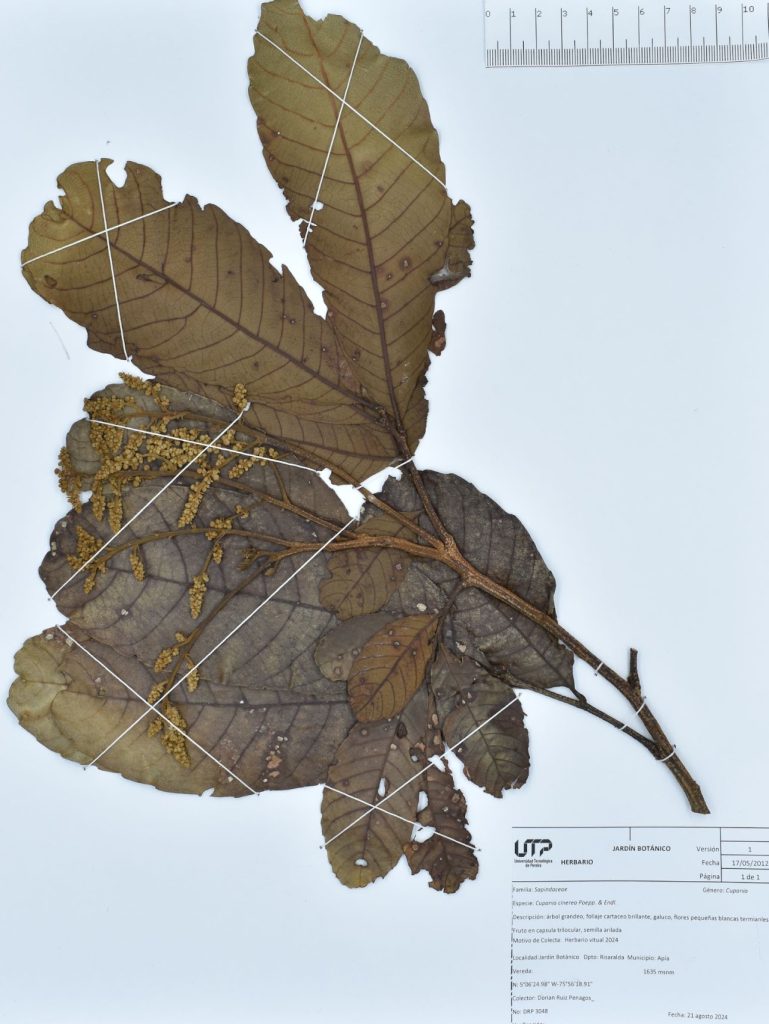 Lámina de herbario Cupania cinerea Poepp. & Endl.