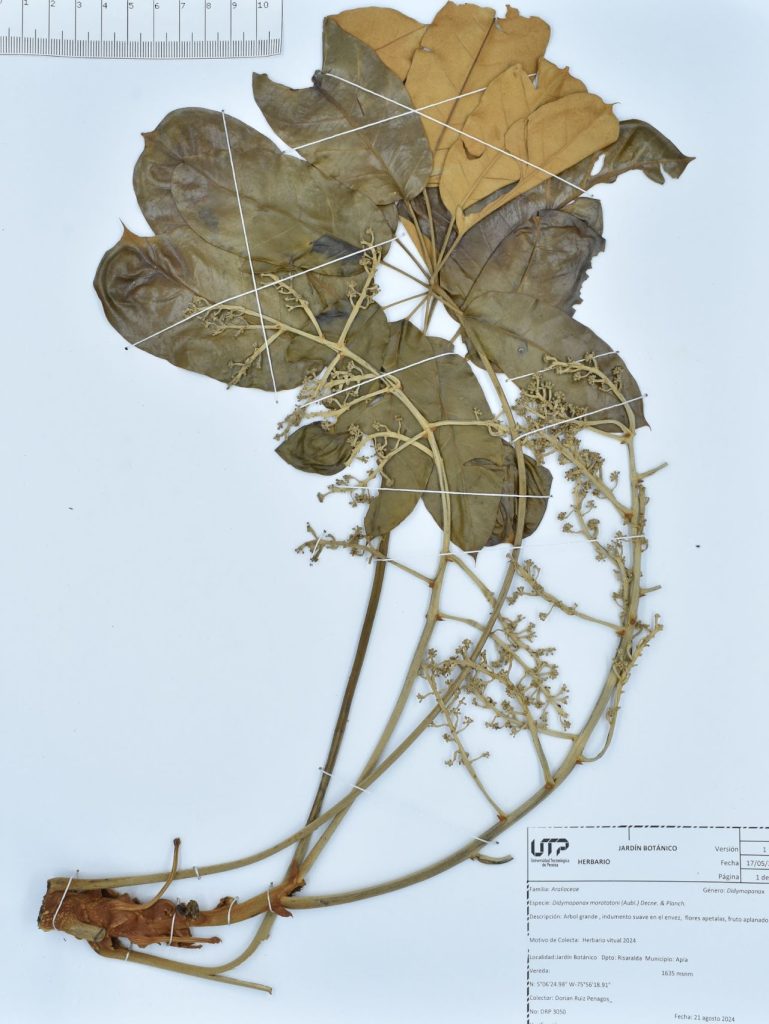 Didymopanax morototoni (Aubl.) Decne. & Planch.