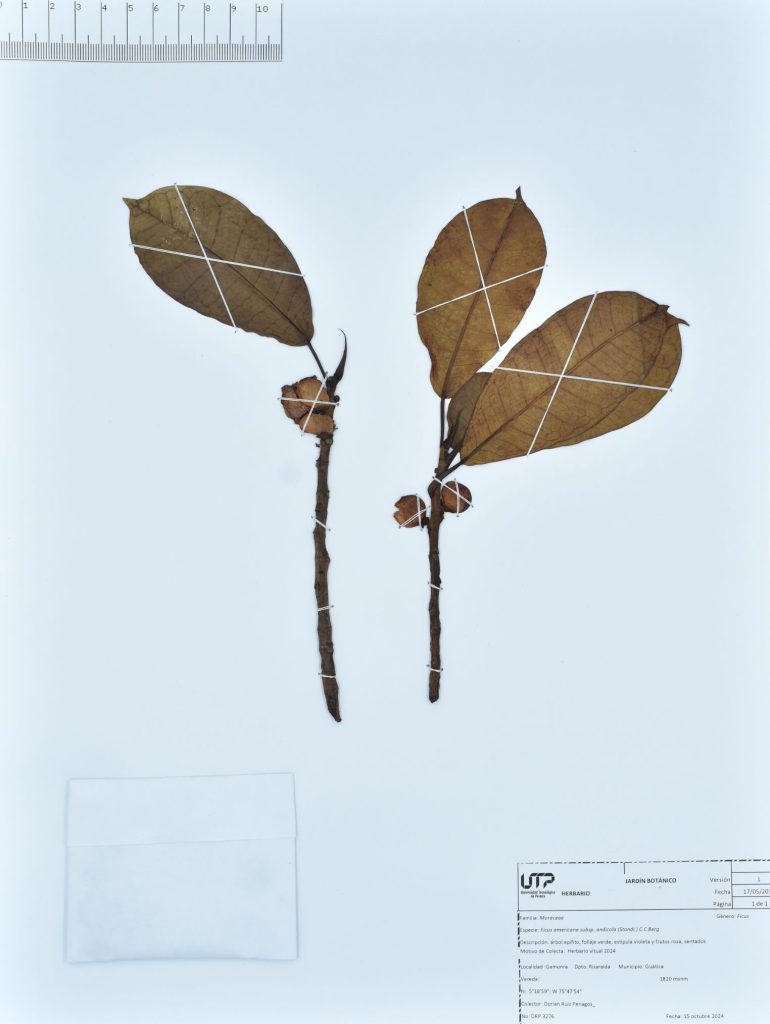 Ficus americana subsp. andicola (Standl.) C.C.Berg