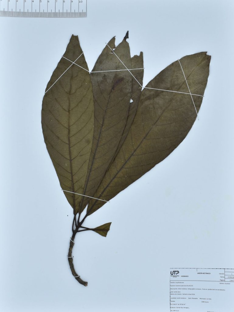 Gustavia speciosa (Kunth) DC.