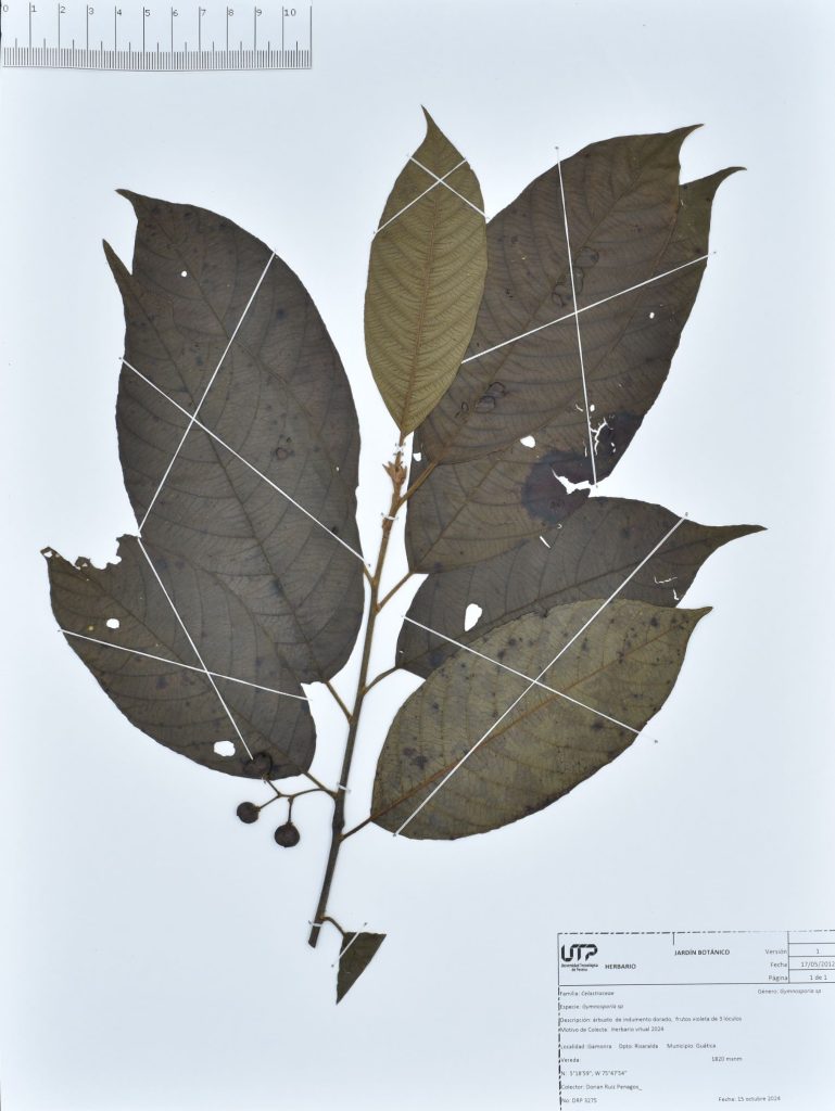 Gymnosporia sp