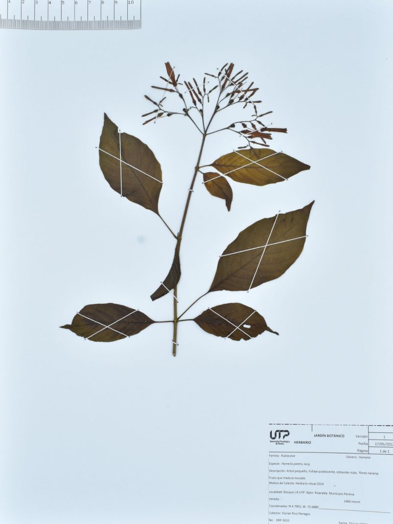 Hamelia patens Jacq.