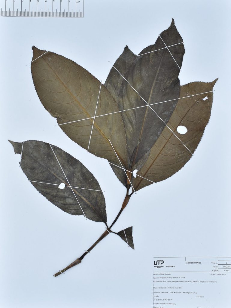 Hedyosmum bonplandianum Kunth