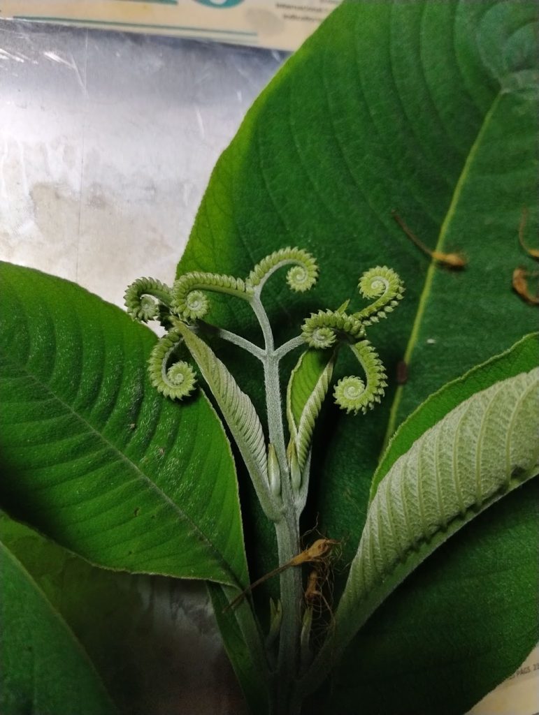 Litchi chinensis Sonn.