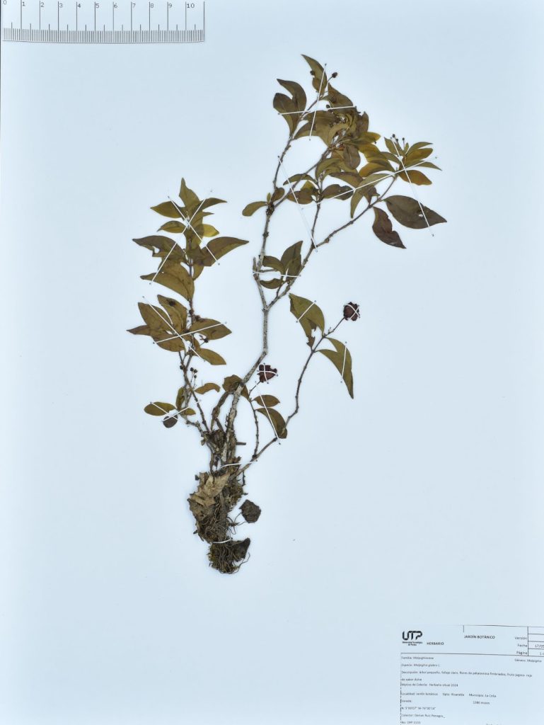 Malpighia glabra L.