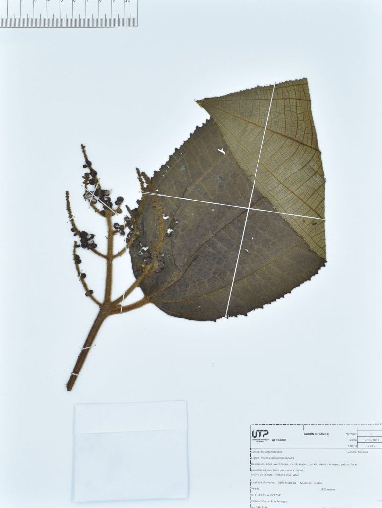 Lámina de herbario Miconia aeruginosa Naudin