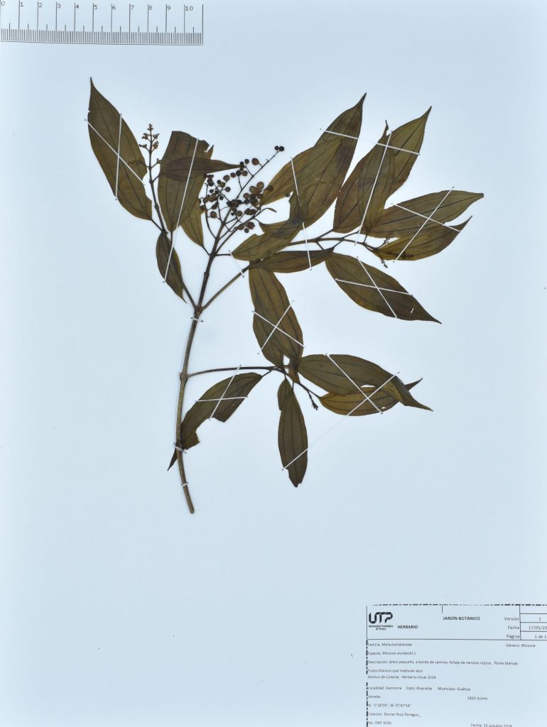 Miconia wurdackii L.