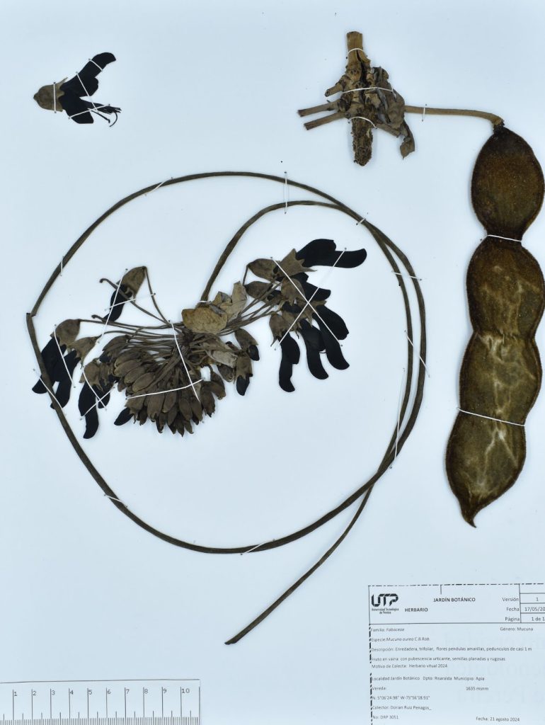 Mucuna aurea C.B.Rob.