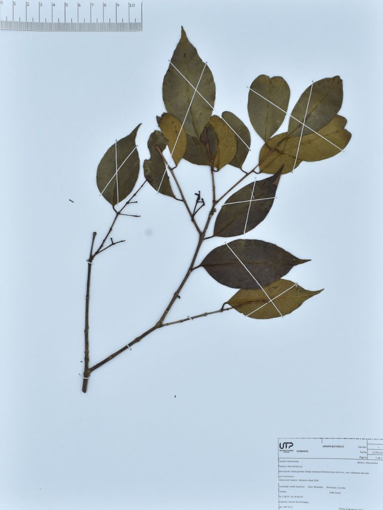 Myrcianthes sp