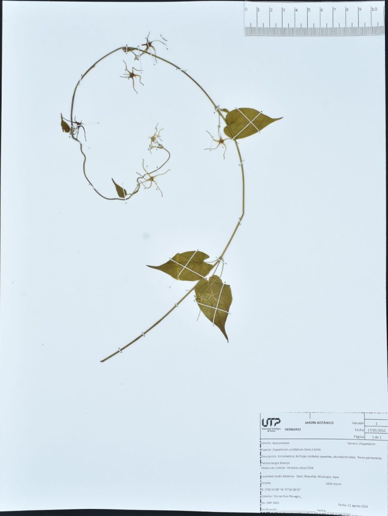Oxypetalum cordifolium (Vent.) Schltr.