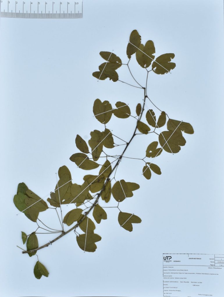 Pithecellobium dulce (Roxb.) Benth.