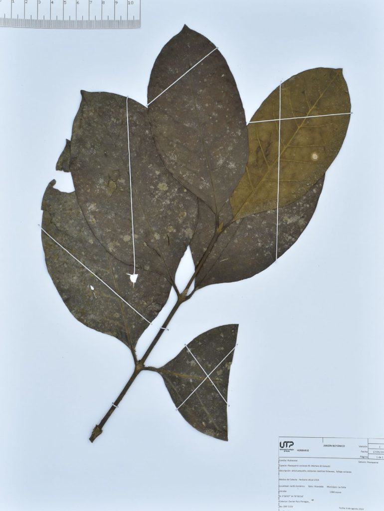 Posoqueria coriacea M. Martens & Galeotti