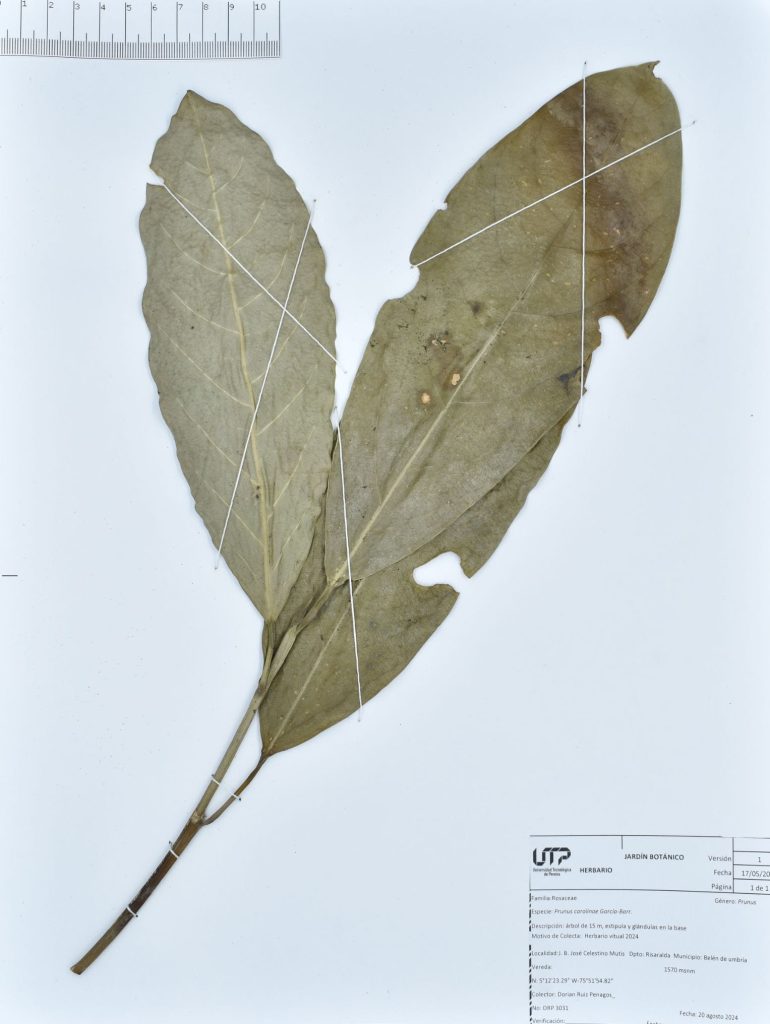 Prunus carolinae García-Barr.