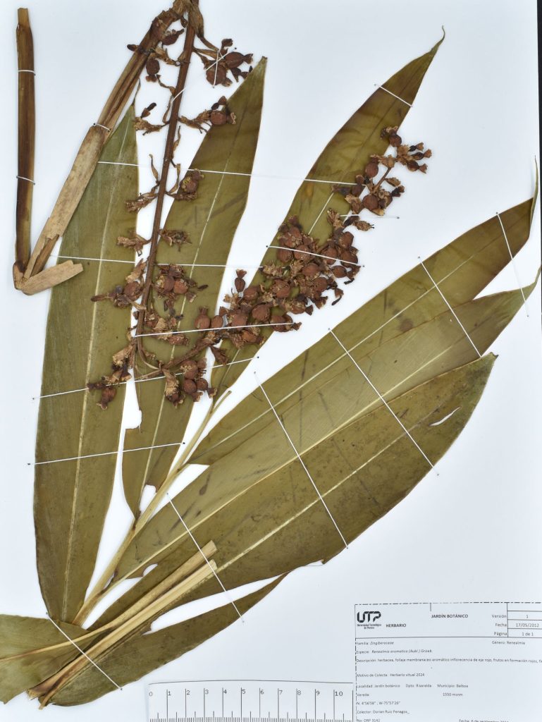 Renealmia aromatica (Aubl.) Griseb.