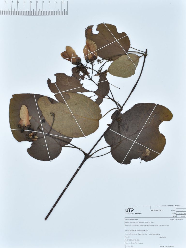 Stigmaphyllon echitoides Triana & Planch.