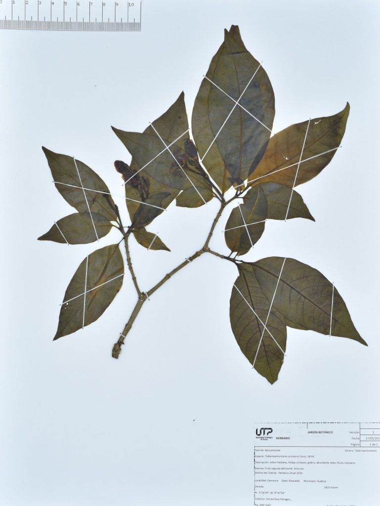 Lámina de herbario Tabernaemontana coronaria (Jacq.) Willd.