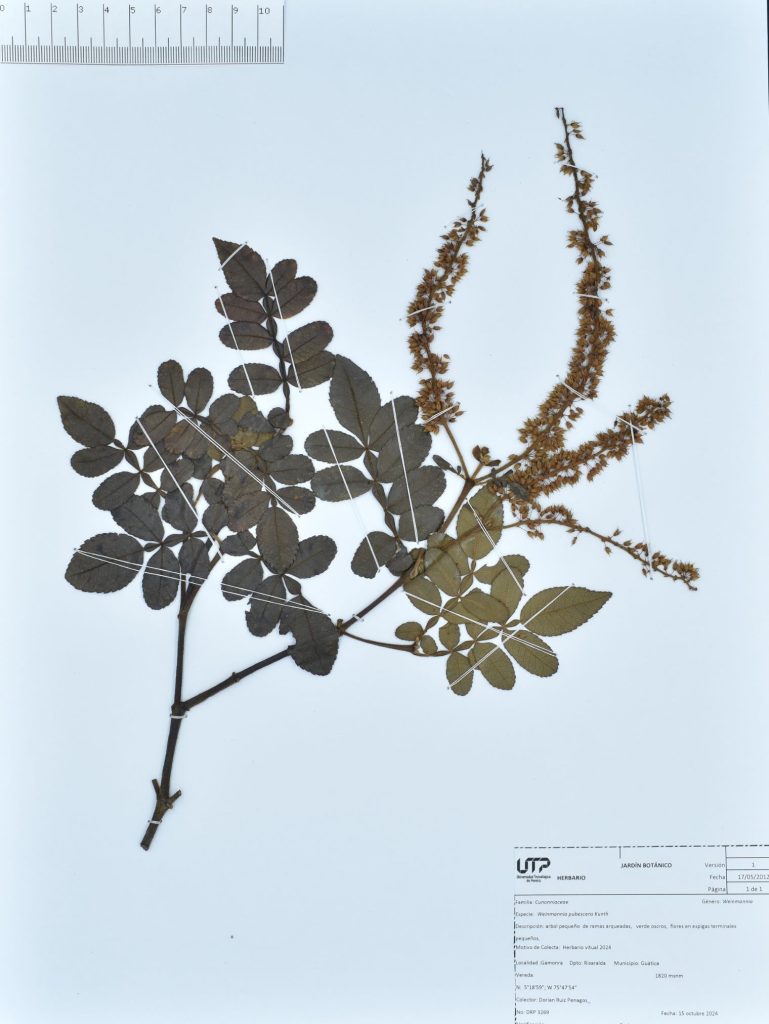 Weinmannia pubescens Kunth